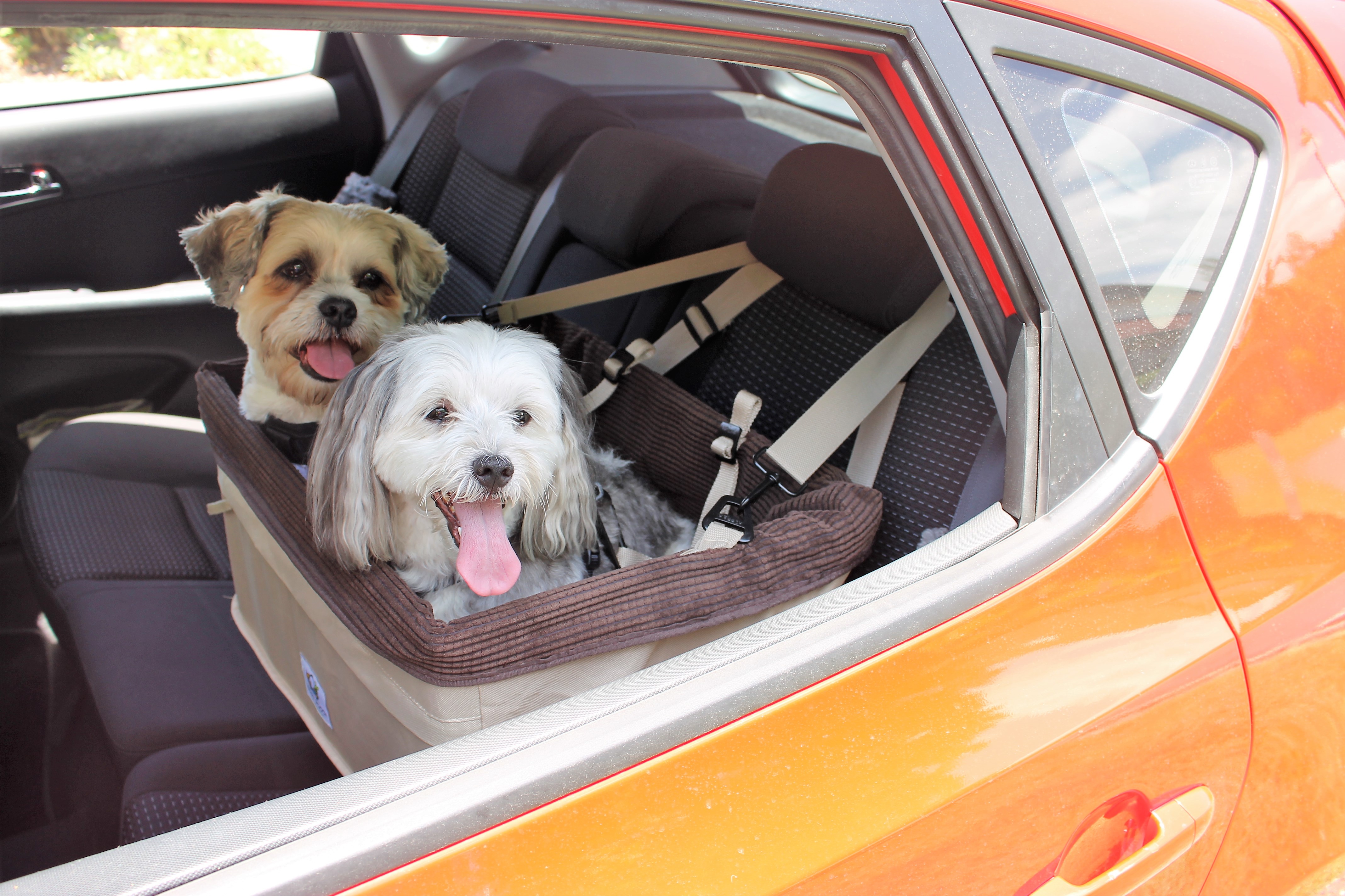 Large Dog Car Seat –